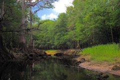 Withlachoochee-River355314012_n